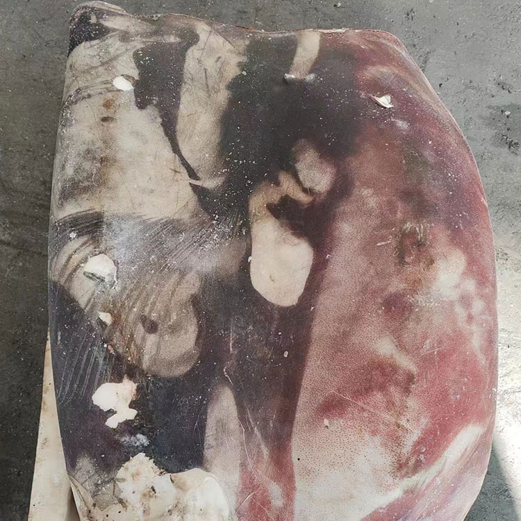 Frozen GIANT  Squid FILLET SKIN ON
