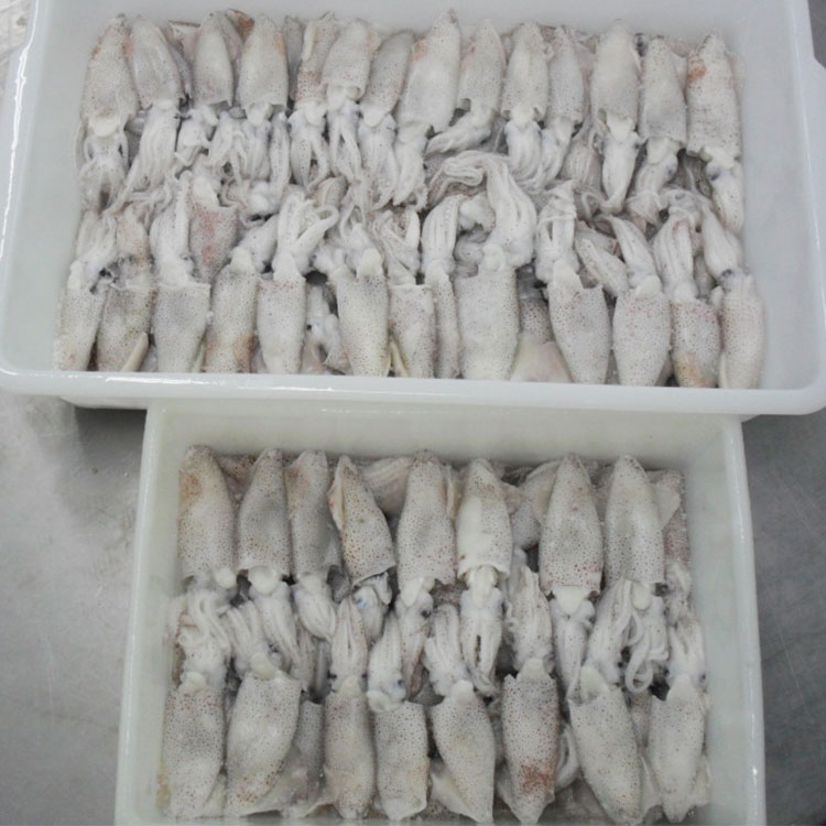 Frozen Peru Ocean Squid Whole Round
