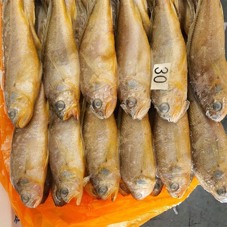 Frozen Yellow Corvina